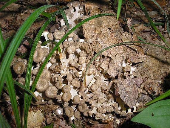 trúdnik klobúčkatý Polyporus umbellatus (Pers.) Fr.