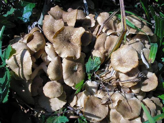 trúdnik klobúčkatý Polyporus umbellatus (Pers.) Fr.