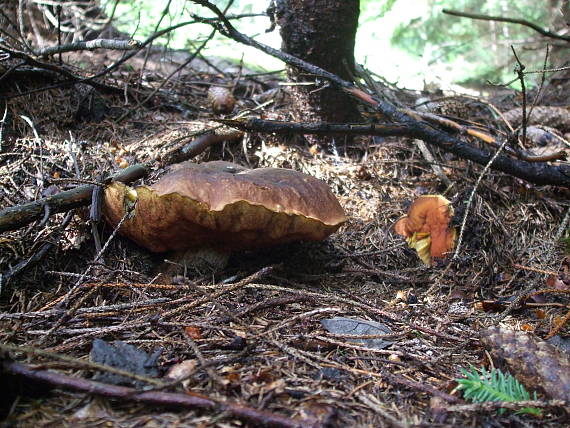 hríb zrnitohlúbikový Sutorius luridiformis (Rostk.) G. Wu & Zhu L. Yang