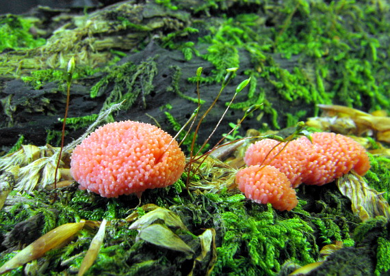 jahodník sasankovitý  Tubifera ferruginosa (Batsch) J.F. Gmel.