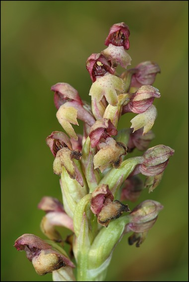 červenohlav ploštičný Anacamptis coriophora (L.) R. M. Bateman, A. M. Pringeon & M. W. Chase