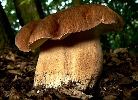 hríb dubový Boletus reticulatus Schaeff.