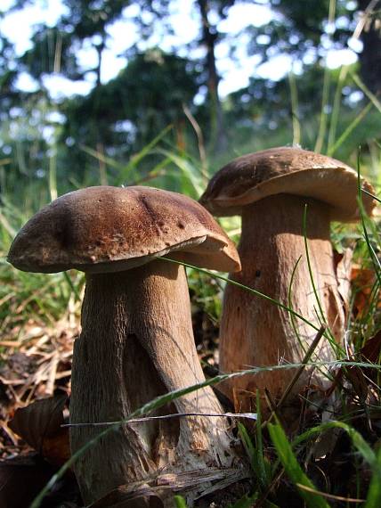 hríb dubový Boletus reticulatus Schaeff.