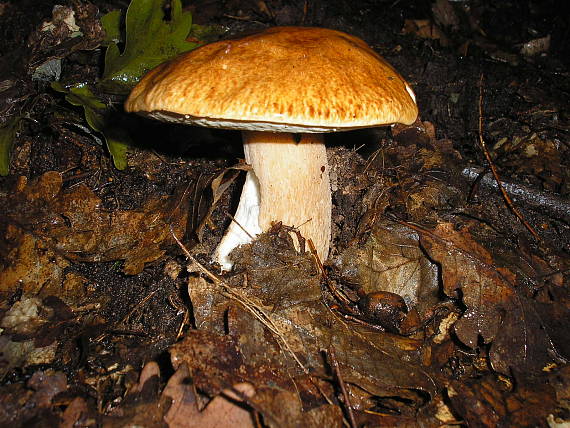 dubák Boletus.sp