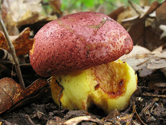 hríb kráľovský Butyriboletus regius (Krombh.) D. Arora & J.L. Frank