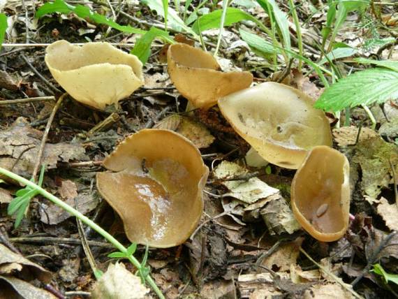 chřapáč obecný - Chriapač kalíškovitý Helvella acetabulum  (L.) Quél.