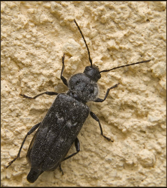 fuzáč krovový Hylotrupes bajulus(Cerambycidae)