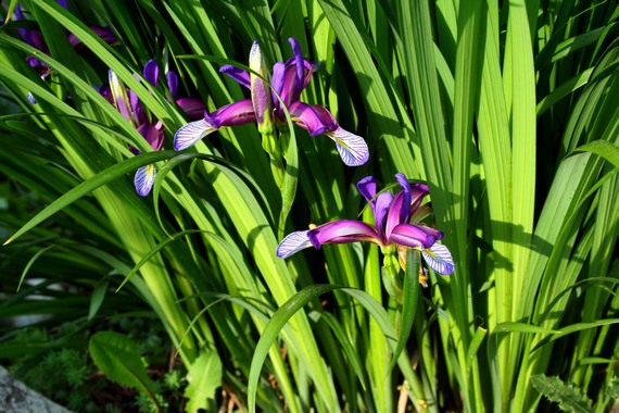 kosatec travolistý  Iris graminea L.