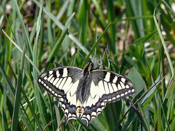 vidlochvost feniklový Papilio machaon