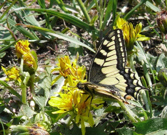 vidlochvost feniklový Papilio machaon