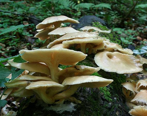 hliva lievikovitá Pleurotus cornucopiae (Paulet) Rolland