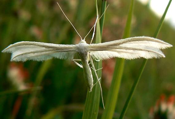 pierkavec povojový Pterophorus pentadactyla