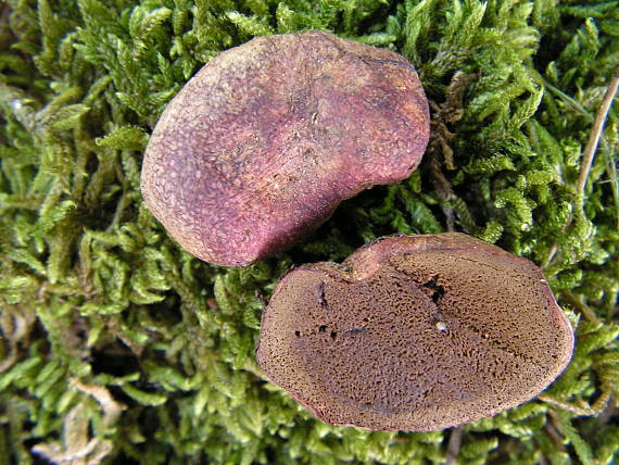 koreňovec červený Rhizopogon roseolus (Corda) Th. Fr.