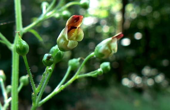 krtičník hľuznatý Scrophularia nodosa L.