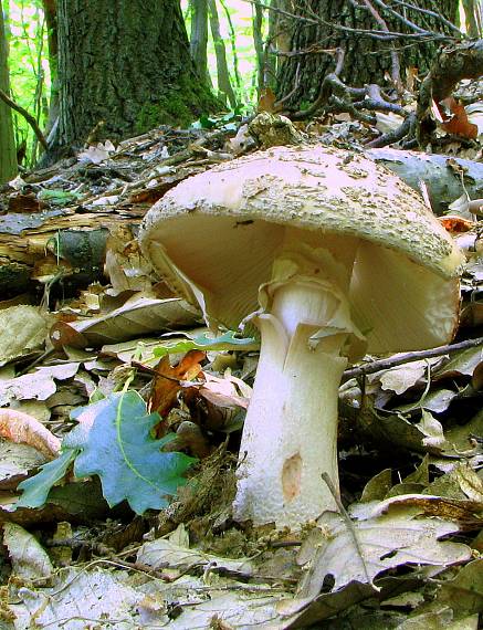 muchotrávka červenkastá Amanita rubescens Pers.