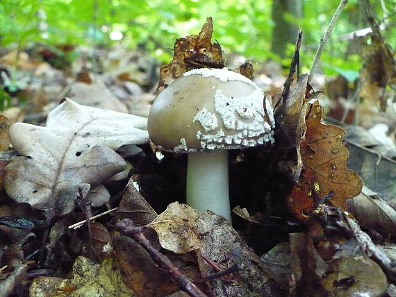 muchotrávka Amanita sp.