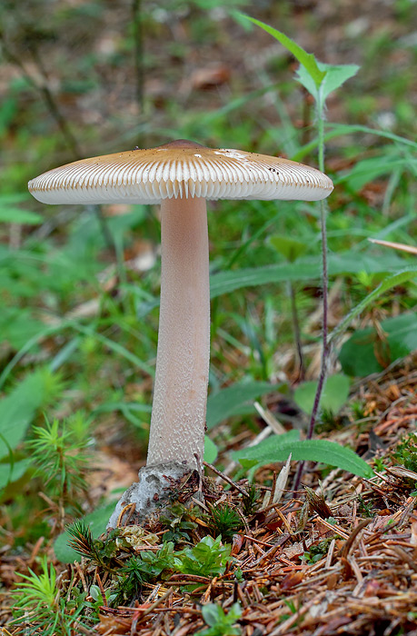 muchotrávka pošvatá Amanita vaginata (Bull.) Lam.