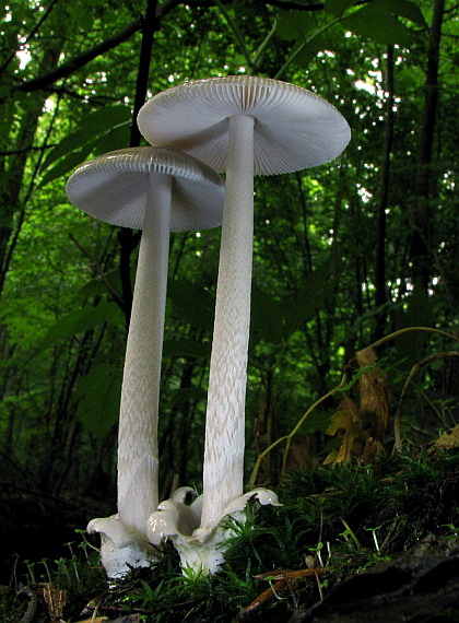 muchotrávka pošvatá Amanita vaginata (Bull.) Lam.