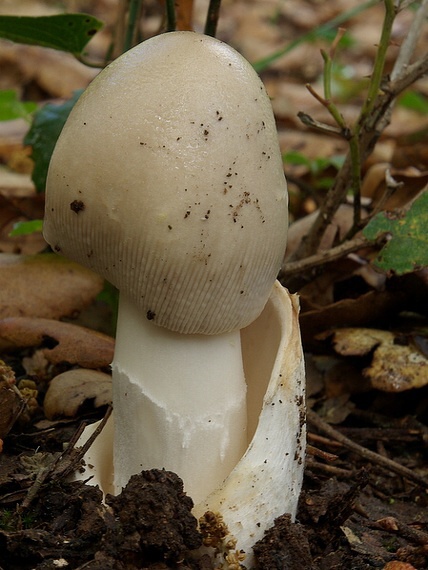 muchotrávka pošvatá Amanita vaginata (Bull.) Lam.