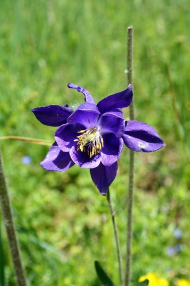 orliček obyčajný Aquilegia vulgaris L.