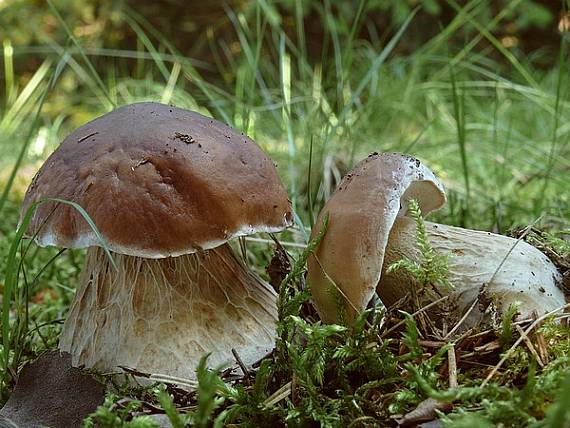 hríb smrekový Boletus edulis Bull.