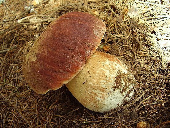 hríb sosnový Boletus pinophilus Pil. et Dermek in Pil.