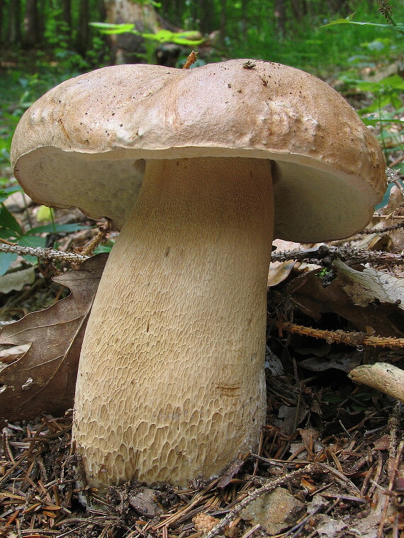 hríb dubový Boletus reticulatus Schaeff.