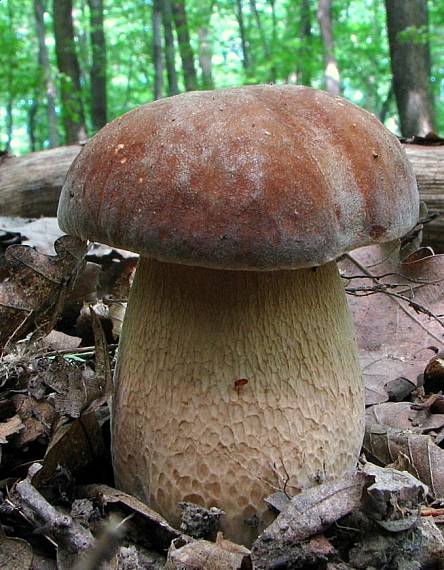 hríb dubový Boletus reticulatus Schaeff.