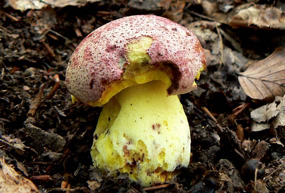 hríb kráľovský Butyriboletus regius (Krombh.) D. Arora & J.L. Frank