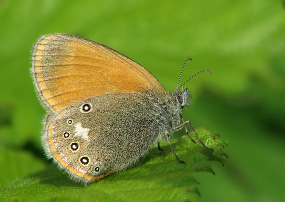 očkáň traslicový Coenonympha glycerion