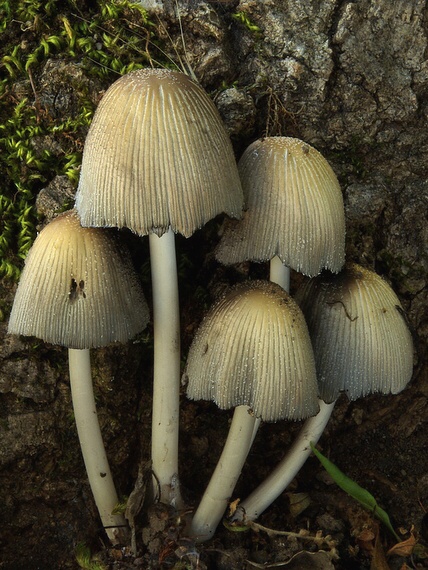 hnojník (podsekcia Micacei) Coprinus sp.