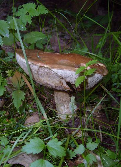 kozák osikový Leccinum albostipitatum den Bakker & Noordel.