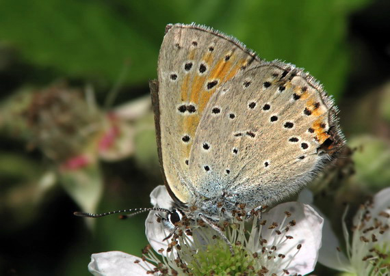 ohniváčik štiavový Lycaena hippothoe