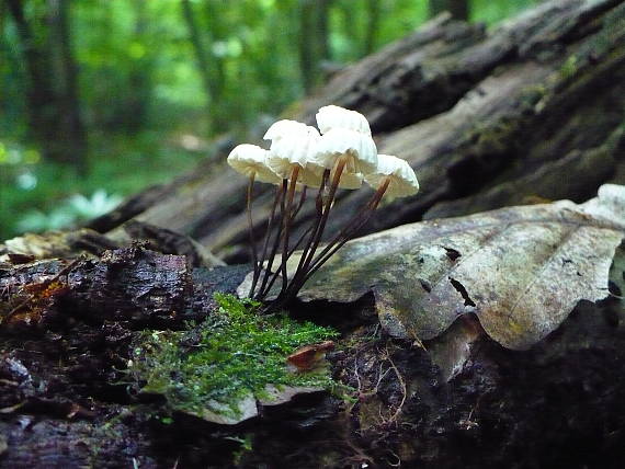 tanečnica golieriková Marasmius rotula (Scop.) Fr.