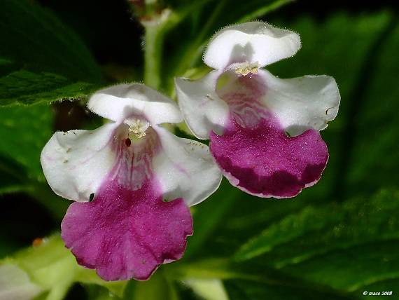 medunica medovkolistá  Melittis melissophyllum L.