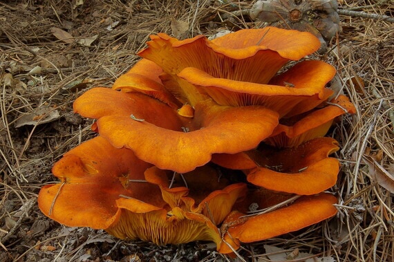 kališník hnedooranžový Omphalotus olearius (DC.) Singer