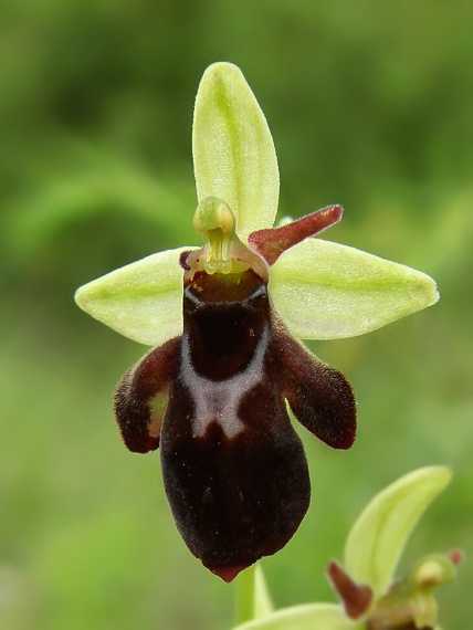 hmyzovník holubyho x hmyzovník muchovitý Ophrys holubyana x Ophrys insectifera