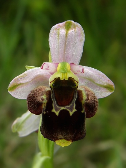 hmyzovník holubyho Ophrys holubyana András.