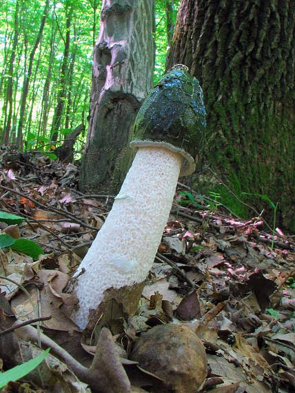 hadovka smradľavá Phallus impudicus L.