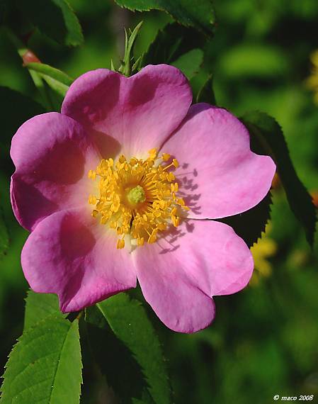 ruža šípová  Rosa canina L.