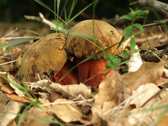 hríb zrnitohlúbikový Sutorius luridiformis (Rostk.) G. Wu & Zhu L. Yang