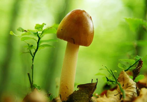 muchotrávka plavohnedá Amanita fulva Fr.