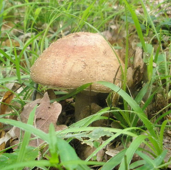 muchotrávka červenkastá Amanita rubescens Pers.