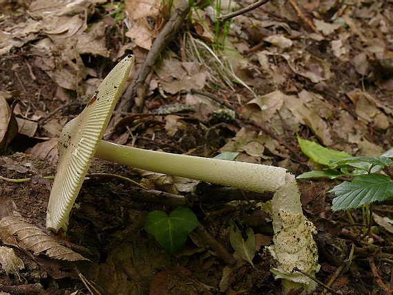 muchotrávka pošvatá Amanita vaginata (Bull.) Lam.