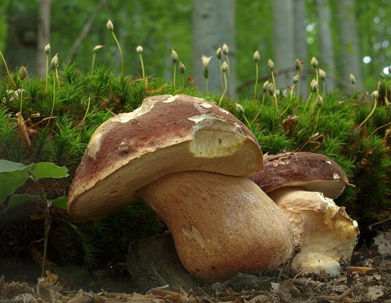 hríb sosnový Boletus pinophilus Pil. et Dermek in Pil.