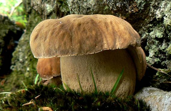 hríb dubový Boletus reticulatus Schaeff.