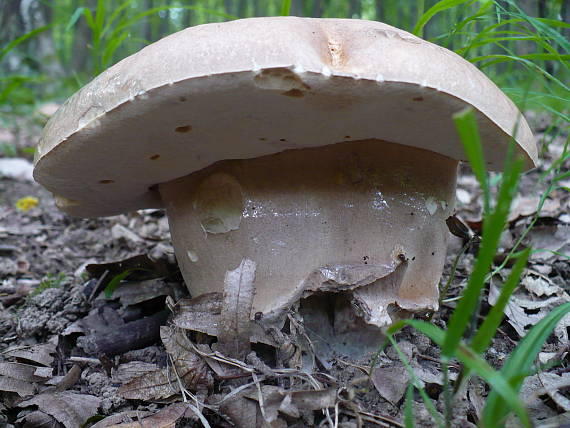 hríb dubový Boletus reticulatus Schaeff.