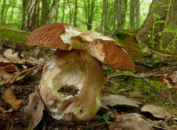 hríb dubový Boletus reticulatus Schaeff.