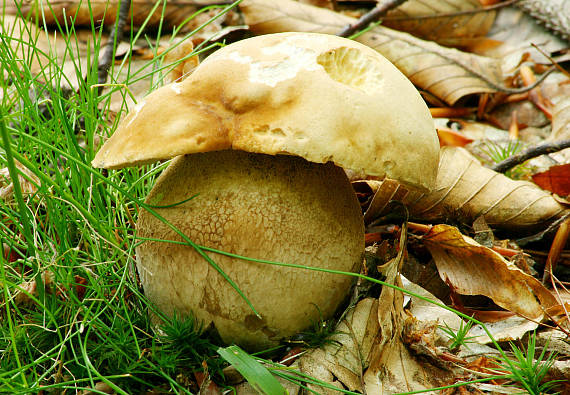 hríb dubový Boletus reticulatus Schaeff.