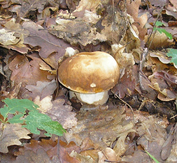 hríb dubový Boletus reticulatus Schaeff.